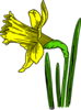 Single Daffodil Clip Art